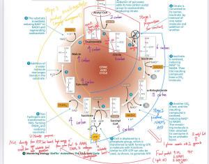 Citric Acid Cycle Diagram: Krebs Cycle Biochemistry