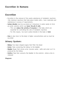 Excretion in Humans: Urinary System & Kidney Function